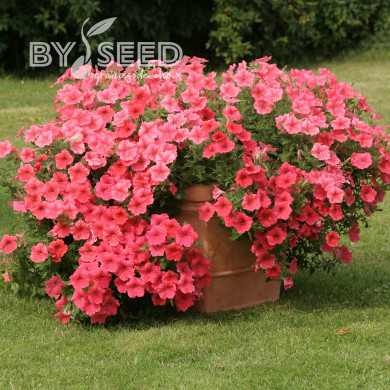 Pétunia Velvet Salmon Shades (graines enrobées)
