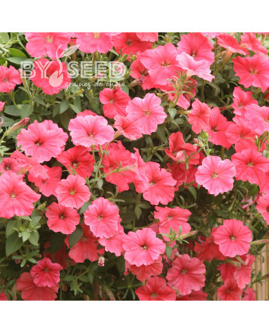 Pétunia Velvet Salmon Shades (graines enrobées)