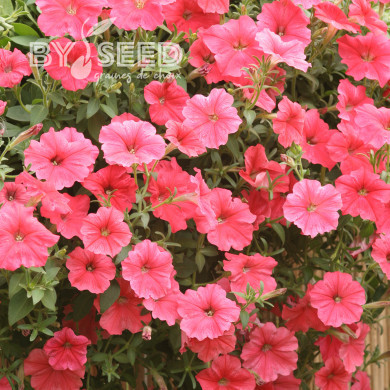 Pétunia Velvet Salmon Shades (graines enrobées)