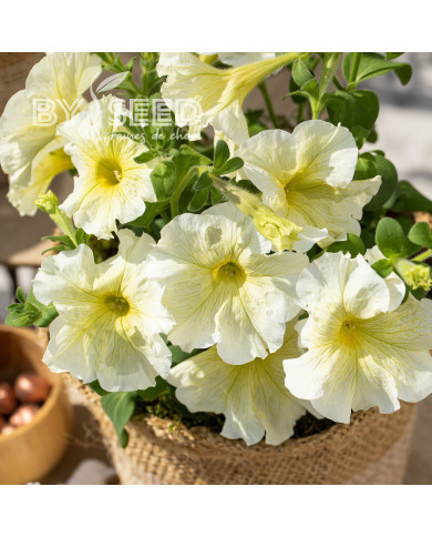 Pétunia Prism Sunshine (graines enrobées)