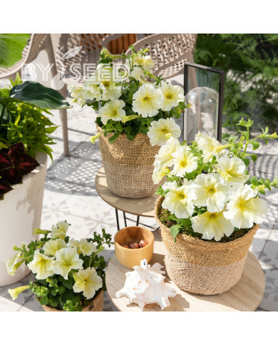 Pétunia Prism Sunshine (graines enrobées)