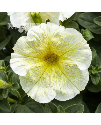 Pétunia Prism Sunshine (graines enrobées)