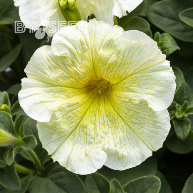 Pétunia Prism Sunshine (graines enrobées)