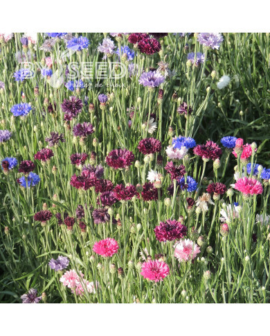 Centaurée barbeau Polka Dot