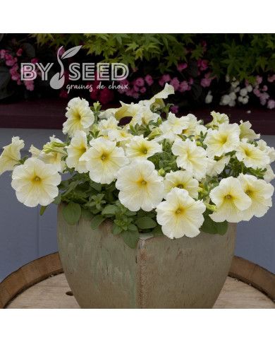 Pétunia Prism Sunshine (graines enrobées)