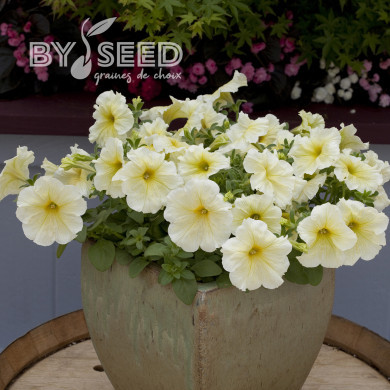Pétunia Prism Sunshine (graines enrobées)