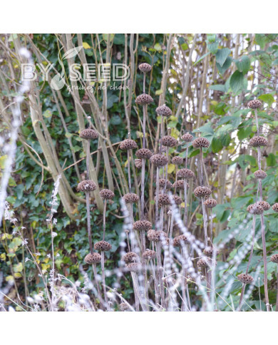 Phlomis russeliana - Sauge de Jérusalem