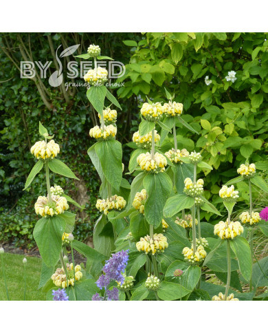 Phlomis russeliana - Sauge de Jérusalem