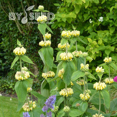 Phlomis russeliana - Sauge de Jérusalem