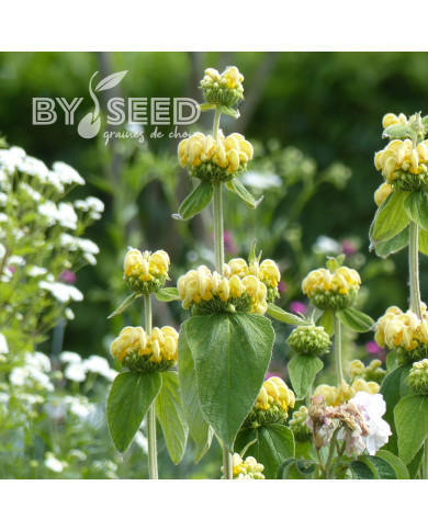 Phlomis russeliana - Sauge de Jérusalem