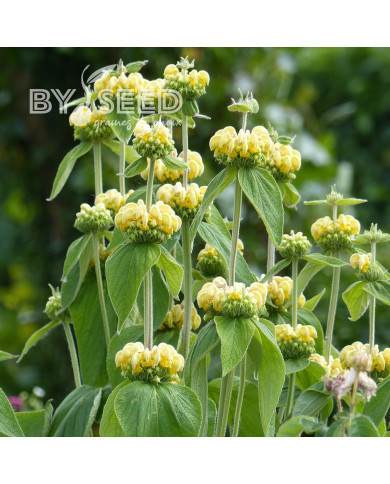 Phlomis russeliana - Sauge de Jérusalem