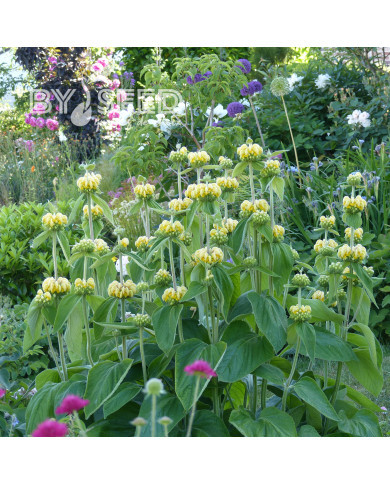 Phlomis russeliana - Sauge de Jérusalem