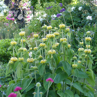 Phlomis russeliana - Sauge de Jérusalem
