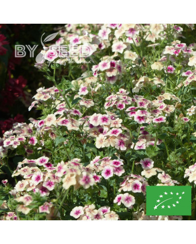 Phlox annuel Cherry Caramel BIO