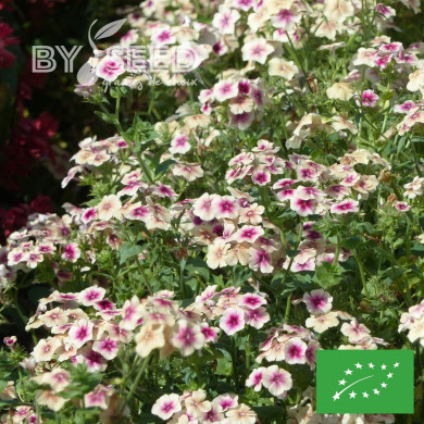 Phlox annuel Cherry Caramel BIO