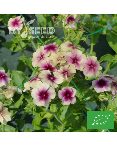 Phlox annuel Cherry Caramel BIO