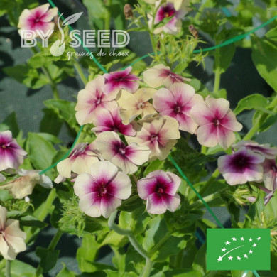 Phlox annuel Cherry Caramel BIO