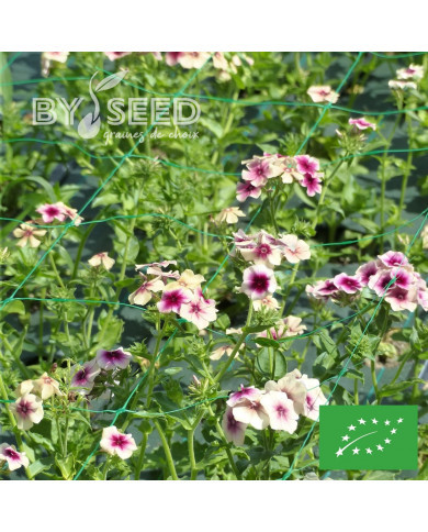 Phlox annuel Cherry Caramel BIO