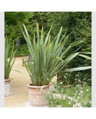 Phormium tenax Atropurpureum - Lin de Nouvelle-Zélande