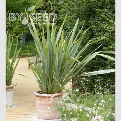 Phormium tenax - Lin de Nouvelle-Zélande