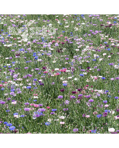 Centaurée barbeau Polka Dot