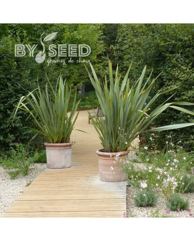 Phormium tenax - Lin de Nouvelle-Zélande