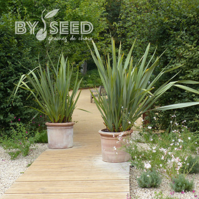 Phormium tenax - Lin de Nouvelle-Zélande