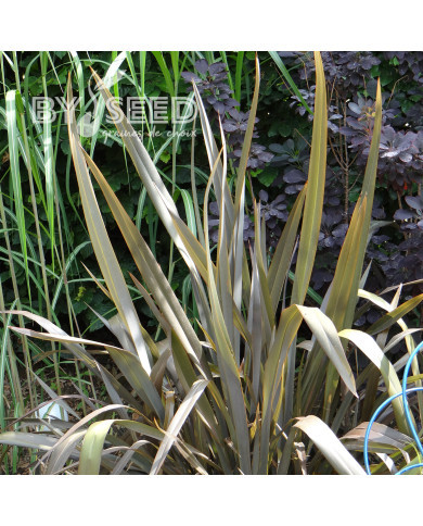 Phormium tenax Atropurpureum - Lin de Nouvelle-Zélande