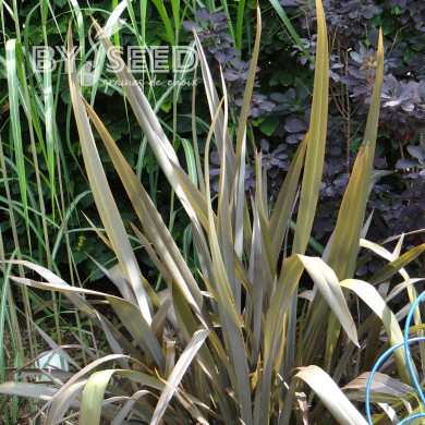 Phormium tenax Atropurpureum - Lin de Nouvelle-Zélande