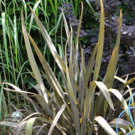 Phormium tenax Atropurpureum - Lin de Nouvelle-Zélande