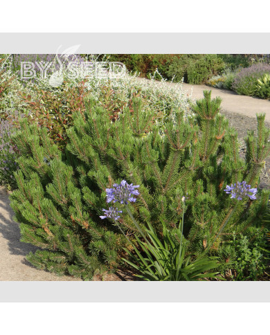 Pinus mugo var. mughus - Pin des montagnes