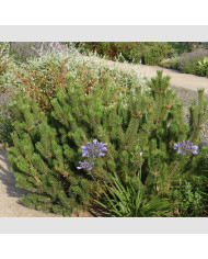 Phormium tenax Atropurpureum - Lin de Nouvelle-Zélande