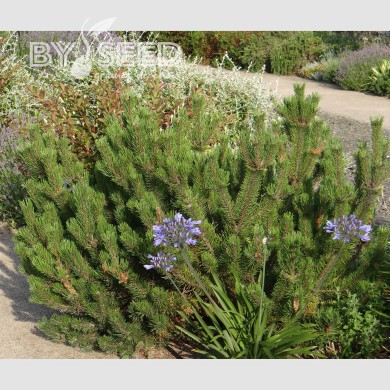 Pinus mugo var. mughus - Pin des montagnes