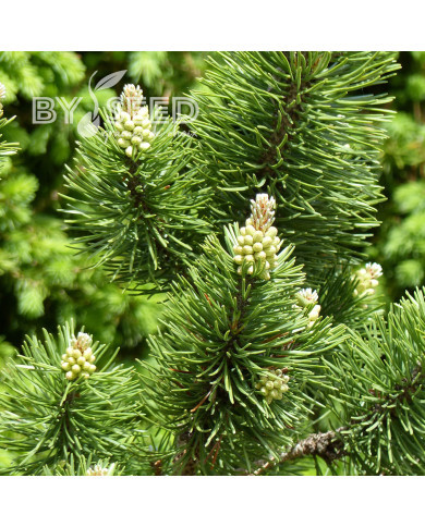 Pinus mugo var. mughus - Pin des montagnes