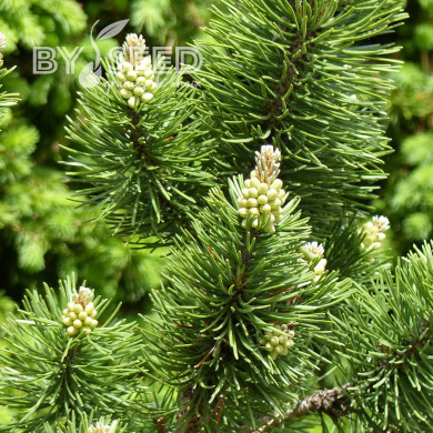 Pinus mugo var. mughus - Pin des montagnes