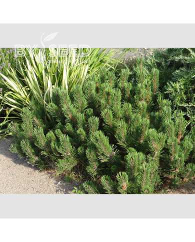 Pinus mugo var. mughus - Pin des montagnes