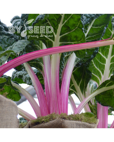 Poirée à cardes roses Lipstick