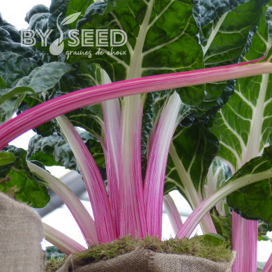 Poirée à cardes roses Lipstick