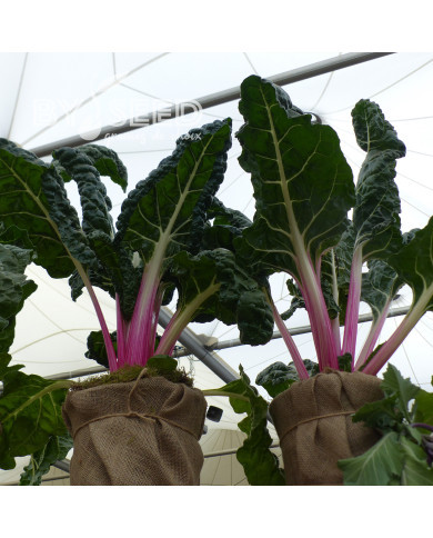 Poirée à cardes roses Lipstick