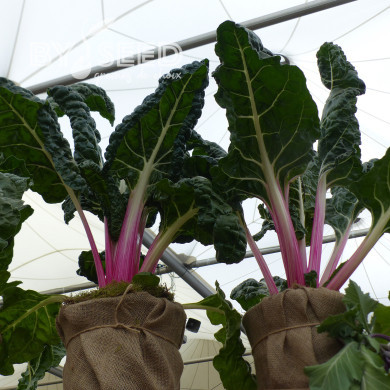 Poirée à cardes roses Lipstick