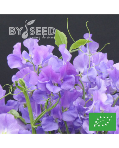 Pois de senteur Spencer Noel Sutton BIO