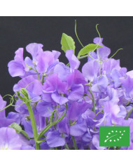 Statice vivace - Limonium sinense Elegant