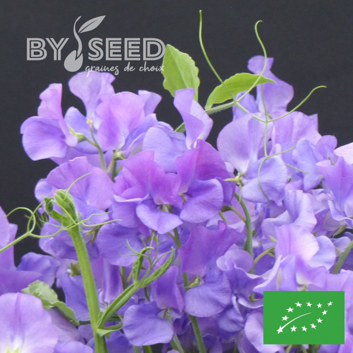 Pois de senteur Spencer Noel Sutton BIO