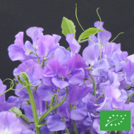 Pois de senteur Spencer Noel Sutton BIO