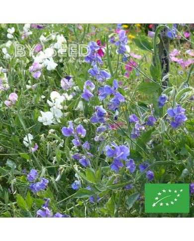 Pois de senteur Spencer Noel Sutton BIO