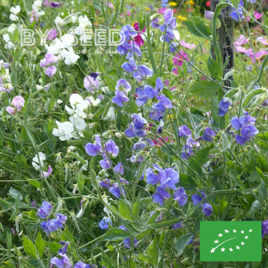 Pois de senteur Spencer Noel Sutton BIO