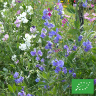 Pois de senteur Spencer Noel Sutton BIO