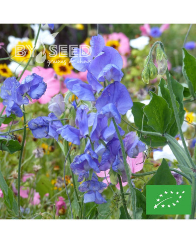 Pois de senteur Spencer Noel Sutton BIO