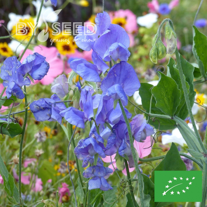 Pois de senteur Spencer Noel Sutton BIO