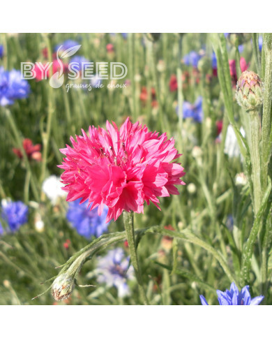 Centaurée barbeau Red Boy